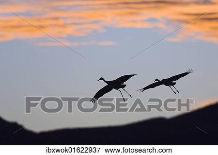 "Sandhill Cranes (Grus canadensis) in flight at sunset, Bosque del Apache Wildlife Refuge, New Mexico, USA" View Large Photo Image Stock Photo - "Sandhill Cranes (Grus canadensis) in flight at sunset, Bosque del Apache Wildlife Refuge, New Mexico, USA". Fotosearch