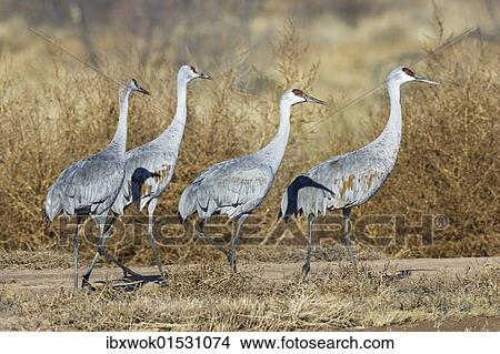 "Sandhill Cranes (Grus canadensis), Bosque del Apache Wildlife Refuge, New Mexico, North America, USA" View Large Photo Image Picture - "Sandhill Cranes (Grus canadensis), Bosque del Apache Wildlife Refuge, New Mexico, North America, USA". Fotosearch