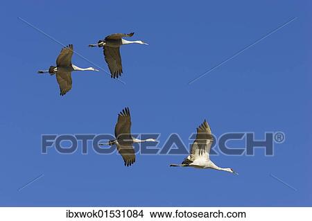 "Sandhill Cranes (Grus canadensis) flying, Bosque del Apache Wildlife Refuge, New Mexico, North America, USA" View Large Photo Image Picture - "Sandhill Cranes (Grus canadensis) flying, Bosque del Apache Wildlife Refuge, New Mexico, North America, USA". Fotosearch
