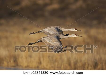 "Sandhill Cranes (Grus canadensis), adults in flight, Bosque del Apache National Wildlife Refuge, New Mexico, USA" View Large Photo Image Stock Image - "Sandhill Cranes (Grus canadensis), adults in flight, Bosque del Apache National Wildlife Refuge, New Mexico, USA". Fotosearch
