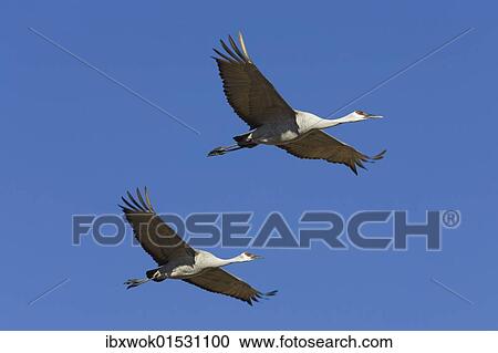"Sandhill Cranes (Grus canadensis) flying, Bosque del Apache Wildlife Refuge, New Mexico, North America, USA" View Large Photo Image Stock Image - "Sandhill Cranes (Grus canadensis) flying, Bosque del Apache Wildlife Refuge, New Mexico, North America, USA". Fotosearch