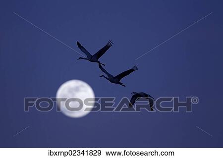 "Sandhill Cranes (Grus canadensis), adults in flight over moon, Bosque del Apache National Wildlife Refuge, New Mexico, USA" View Large Photo Image Stock Photo - "Sandhill Cranes (Grus canadensis), adults in flight over moon, Bosque del Apache National Wildlife Refuge, New Mexico, USA". Fotosearch