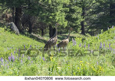 "Sandhill Cranes (Grus canadensis), Beaver Ponds Trail, Yellowstone National Park, Wyoming, United States, North America" View Large Photo Image Stock Photograph - "Sandhill Cranes (Grus canadensis), Beaver Ponds Trail, Yellowstone National Park, Wyoming, United States, North America". Fotosearch