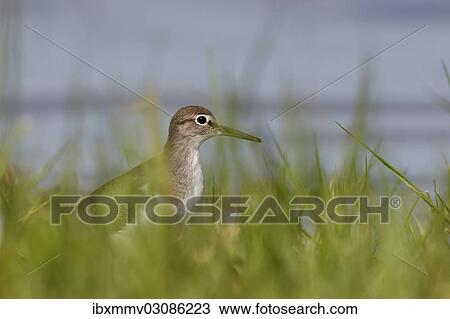 "Sandpiper (Actitis hypoleucos), East Frisian Islands, Friesland, Lower Saxony, Germany, Europe" View Large Photo Image Stock Image - "Sandpiper (Actitis hypoleucos), East Frisian Islands, Friesland, Lower Saxony, Germany, Europe". Fotosearch