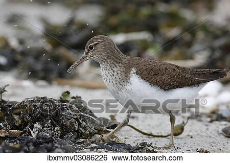 "Sandpiper (Actitis hypoleucos), East Frisian Islands, Friesland, Lower Saxony, Germany, Europe" View Large Photo Image Stock Photograph - "Sandpiper (Actitis hypoleucos), East Frisian Islands, Friesland, Lower Saxony, Germany, Europe". Fotosearch