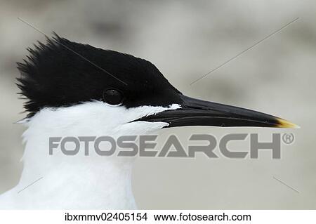 "Sandwich Tern (Sterna sandvicensis), portrait, Minsener Oog, East Frisian Islands, Lower Saxony Wadden Sea National Park, Lower Saxony, Germany, Europe" View Large Photo Image Picture - "Sandwich Tern (Sterna sandvicensis), portrait, Minsener Oog, East Frisian Islands, Lower Saxony Wadden Sea National Park, Lower Saxony, Germany, Europe". Fotosearch