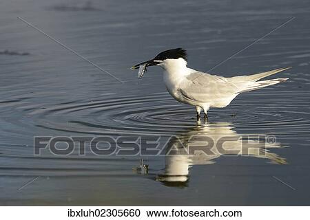 "Sandwich Tern (Sterna sandvicensis), with fish in beak, Texel, The Netherlands, Europe" View Large Photo Image Stock Image - "Sandwich Tern (Sterna sandvicensis), with fish in beak, Texel, The Netherlands, Europe". Fotosearch