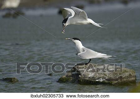"Sandwich Tern (Sterna sandvicensis), handing over fish to partner in flight, Texel, The Netherlands, Europe" View Large Photo Image Stock Image - "Sandwich Tern (Sterna sandvicensis), handing over fish to partner in flight, Texel, The Netherlands, Europe". Fotosearch