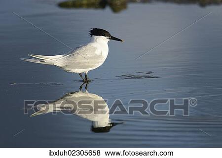 "Sandwich Tern (Sterna sandvicensis), Texel, The Netherlands, Europe" View Large Photo Image Stock Photo - "Sandwich Tern (Sterna sandvicensis), Texel, The Netherlands, Europe". Fotosearch