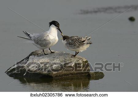 "Sandwich Tern (Sterna sandvicensis) with chick, Texel, The Netherlands, Europe" View Large Photo Image Stock Photograph - "Sandwich Tern (Sterna sandvicensis) with chick, Texel, The Netherlands, Europe". Fotosearch