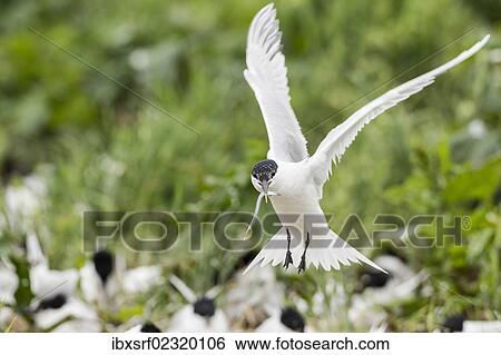 "Sandwich Tern (Sterna sandvicensis, Syn.:Thalasseus sandvicensis), Farne Islands, Northumberland, England, United Kingdom, Europe" View Large Photo Image Stock Photograph - "Sandwich Tern (Sterna sandvicensis, Syn.:Thalasseus sandvicensis), Farne Islands, Northumberland, England, United Kingdom, Europe". Fotosearch
