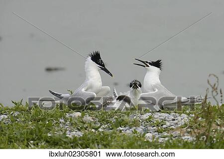 "Sandwich Terns (Sterna sandvicensis), in the breeding colony, Texel, The Netherlands, Europe" View Large Photo Image Stock Image - "Sandwich Terns (Sterna sandvicensis), in the breeding colony, Texel, The Netherlands, Europe". Fotosearch