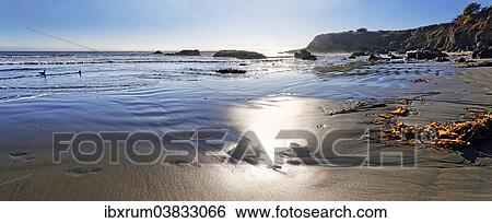 "Sandy beach with brown algae (Phaeophyceae), Pacific Coast, Cambria, California, United States, North America" View Large Photo Image Stock Photograph - "Sandy beach with brown algae (Phaeophyceae), Pacific Coast, Cambria, California, United States, North America". Fotosearch