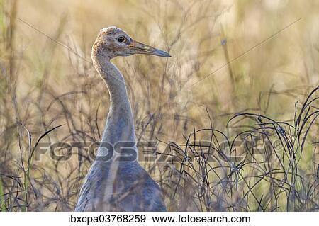 "Sarus Crane (Grus antigone antigone), Keoladeo National Park, Rajasthan, India, Asia" View Large Photo Image Stock Photo - "Sarus Crane (Grus antigone antigone), Keoladeo National Park, Rajasthan, India, Asia". Fotosearch