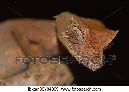 "Satanic Leaf-tailed Gecko (Uroplatus phantasticus), Ranomafana National Park, Madagascar, Africa" View Large Photo Image Stock Photo - "Satanic Leaf-tailed Gecko (Uroplatus phantasticus), Ranomafana National Park, Madagascar, Africa". Fotosearch