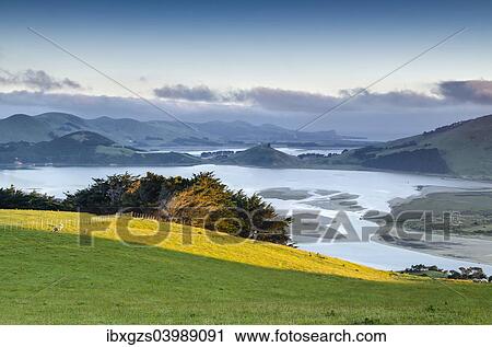 "Saturated green pasture in front of tidal inlet, Hoopers Inlet, Otago Region, South Island, New Zealand, Oceania" View Large Photo Image Stock Image - "Saturated green pasture in front of tidal inlet, Hoopers Inlet, Otago Region, South Island, New Zealand, Oceania". Fotosearch
