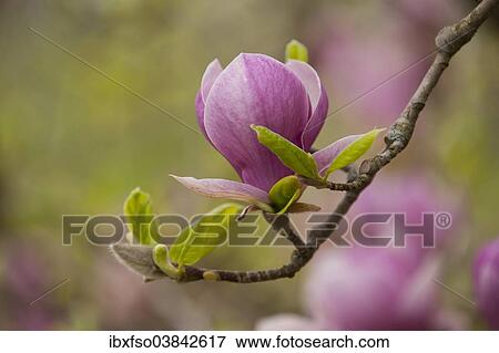 "Saucer Magnolia (Magnolia x soulangeana), flowering, Thuringia, Germany, Europe" View Large Photo Image Stock Photo - "Saucer Magnolia (Magnolia x soulangeana), flowering, Thuringia, Germany, Europe". Fotosearch