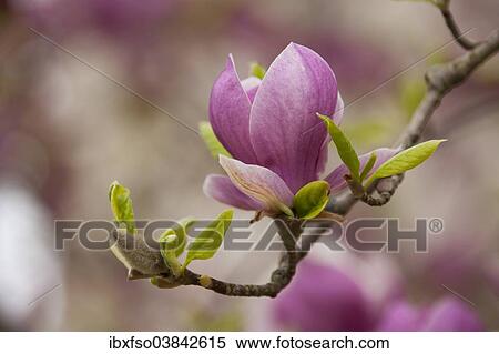 "Saucer Magnolia (Magnolia x soulangeana), flowering, Thuringia, Germany, Europe" View Large Photo Image Stock Photography - "Saucer Magnolia (Magnolia x soulangeana), flowering, Thuringia, Germany, Europe". Fotosearch