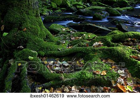 "Sausbachklamm gorge, Bavarian Forest, Bavaria, Germany, Europe" View Large Photo Image Stock Photo - "Sausbachklamm gorge, Bavarian Forest, Bavaria, Germany, Europe". Fotosearch