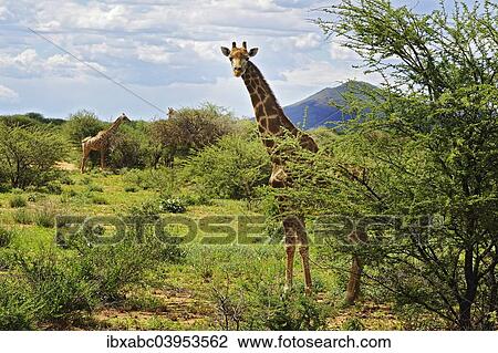 "Savannah with giraffes (Giraffa camelopardalis) in Okahandja, Namibia, Africa" View Large Photo Image Stock Image - "Savannah with giraffes (Giraffa camelopardalis) in Okahandja, Namibia, Africa". Fotosearch
