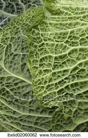 Stock Image - "Savoy cabbage (Brassica oleracea convar. Capitata var sabauda L. ), detail of leaf". Fotosearch