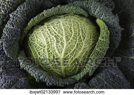 Savoy cabbage (Brassica oleracea convar. Capitata var. sabauda L. ) View Large Photo Image Stock Photo - Savoy cabbage (Brassica oleracea convar. Capitata var. sabauda L. ). Fotosearch