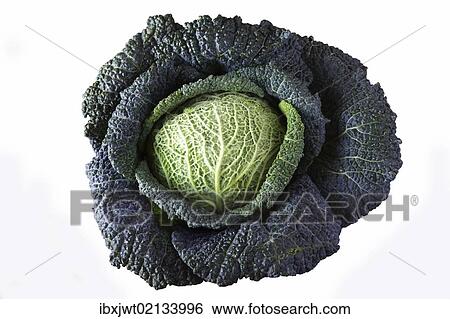 Savoy cabbage (Brassica oleracea convar. Capitata var. sabauda L. ) View Large Photo Image Stock Photograph - Savoy cabbage (Brassica oleracea convar. Capitata var. sabauda L. ). Fotosearch