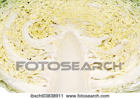"Savoy Cabbage (Brassica oleracea var sabauda), halved" View Large Photo Image Stock Image - "Savoy Cabbage (Brassica oleracea var sabauda), halved". Fotosearch