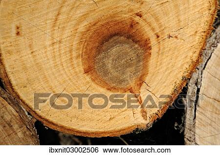 Sawed tree trunk with annual rings View Large Photo Image Stock Photograph - Sawed tree trunk with annual rings. Fotosearch