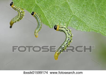 "Sawfly, larvae (Craesus septentrionalis)" View Large Photo Image Picture - "Sawfly, larvae (Craesus septentrionalis)". Fotosearch