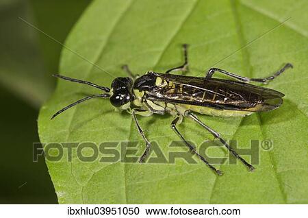 "Sawfly species (Rhogogaster viridis), Baden-Wurttemberg, Germany, Europe" View Large Photo Image Stock Image - "Sawfly species (Rhogogaster viridis), Baden-Wurttemberg, Germany, Europe". Fotosearch