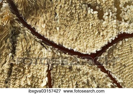 "Scales of a butterfly's wing of the Meander Prepona (Archaeoprepona meander), underside of a wing, Tambopata, Peru, South America" View Large Photo Image Stock Photo - "Scales of a butterfly's wing of the Meander Prepona (Archaeoprepona meander), underside of a wing, Tambopata, Peru, South America". Fotosearch