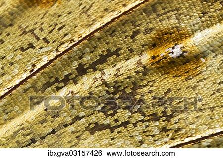 "Scales of a butterfly's wing of the Meander Prepona (Archaeoprepona meander), underside of a wing, Tambopata, Peru, South America" View Large Photo Image Stock Photograph - "Scales of a butterfly's wing of the Meander Prepona (Archaeoprepona meander), underside of a wing, Tambopata, Peru, South America". Fotosearch
