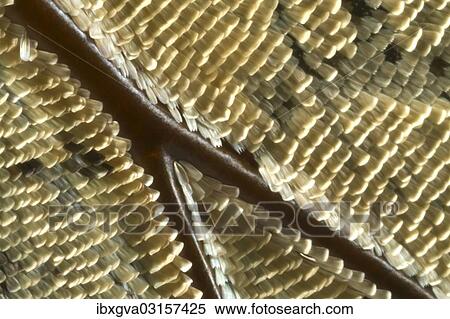 "Scales of a butterfly's wing of the Meander Prepona (Archaeoprepona meander), underside of a wing, Tambopata, Peru, South America" View Large Photo Image Stock Photography - "Scales of a butterfly's wing of the Meander Prepona (Archaeoprepona meander), underside of a wing, Tambopata, Peru, South America". Fotosearch