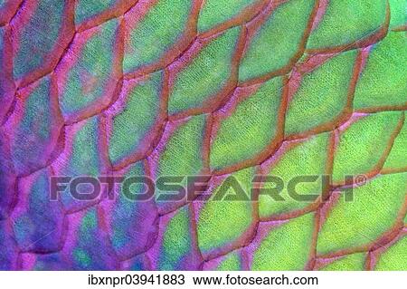 "Scales, Rusty parrotfish (Scarus ferrugineus), Red Sea, Egypt, Africa" View Large Photo Image Stock Image - "Scales, Rusty parrotfish (Scarus ferrugineus), Red Sea, Egypt, Africa". Fotosearch
