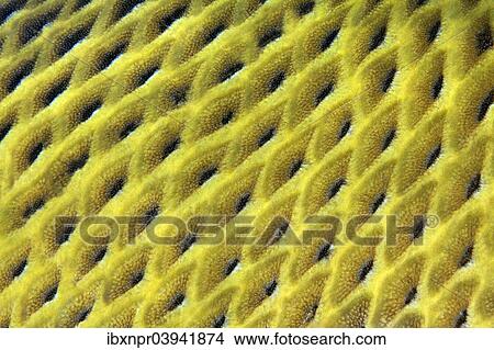 "Scales, Titan triggerfish (Balistoides viridescens), Red Sea, Egypt, Africa" View Large Photo Image Picture - "Scales, Titan triggerfish (Balistoides viridescens), Red Sea, Egypt, Africa". Fotosearch