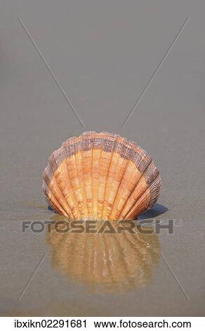 "Scallop shell (Lyropecten subnodosus), on the beach, Crete, Greece, Europe" View Large Photo Image Stock Image - "Scallop shell (Lyropecten subnodosus), on the beach, Crete, Greece, Europe". Fotosearch