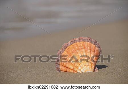 "Scallop shell (Lyropecten subnodosus), on the beach, Crete, Greece, Europe" View Large Photo Image Stock Image - "Scallop shell (Lyropecten subnodosus), on the beach, Crete, Greece, Europe". Fotosearch
