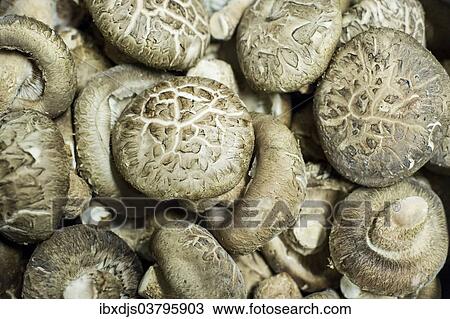 "Scaly Tooth (Sarcodon imbricatus), edible mushrooms" View Large Photo Image Stock Image - "Scaly Tooth (Sarcodon imbricatus), edible mushrooms". Fotosearch