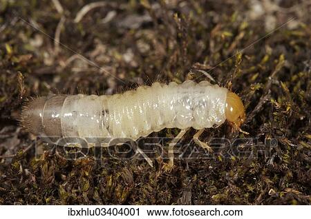 "Scarab Beetle (Scarabaeidae sp. ) larva, Untergroningen, Abtsgmuend, Baden-Wurttemberg, Germany, Europe" View Large Photo Image Stock Image - "Scarab Beetle (Scarabaeidae sp. ) larva, Untergroningen, Abtsgmuend, Baden-Wurttemberg, Germany, Europe". Fotosearch