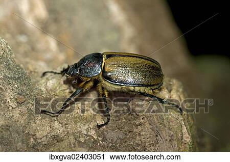 Stock Image - "Scarab beetle (Scarabaeidae), Tandayapa region, Andean cloud forest, Ecuador, South America". Fotosearch