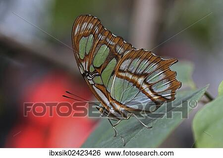 Stock Photograph - "Scarce Bamboo Page, Dido Longwing (Philaethria dido), from South America, Mainau island, Baden-Wuerttemberg, Germany, Europe". Fotosearch