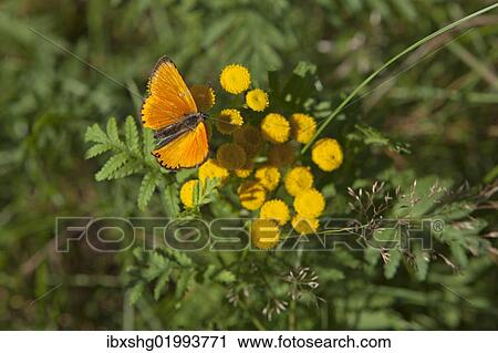 Stock Image - "Scarce Copper butterfly (Lycaena virgaureae), Lueneburg Heath, Lower Saxony, Germany, Europe". Fotosearch