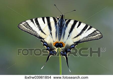 "Scarce Swallowtail (Iphiclides podalirius), upper side of the wings, Bulgaria, Europe" View Large Photo Image Picture - "Scarce Swallowtail (Iphiclides podalirius), upper side of the wings, Bulgaria, Europe". Fotosearch