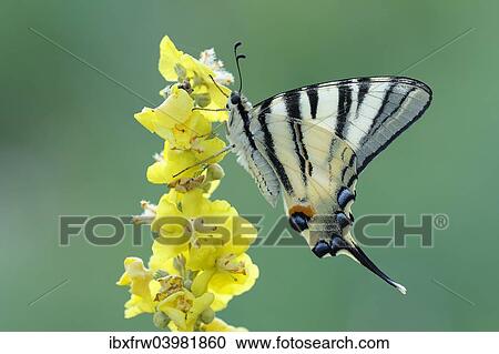"Scarce Swallowtail (Iphiclides podalirius) on mullein, Bulgaria, Europe" View Large Photo Image Stock Image - "Scarce Swallowtail (Iphiclides podalirius) on mullein, Bulgaria, Europe". Fotosearch