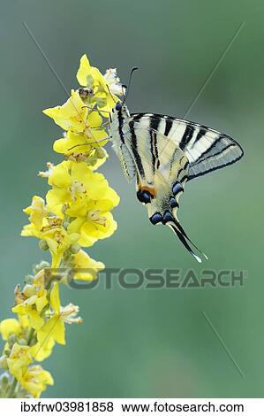 "Scarce Swallowtail (Iphiclides podalirius) on mullein, Bulgaria, Europe" View Large Photo Image Stock Photo - "Scarce Swallowtail (Iphiclides podalirius) on mullein, Bulgaria, Europe". Fotosearch