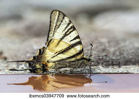 Stock Photo - "Scarce swallowtail (Iphiclides podalirius), Veneto, Italy, Europe". Fotosearch