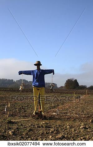 "Scarecrow in the field, Upper Swabia, Baden-Wuerttemberg, Germany, Europe" View Large Photo Image Picture - "Scarecrow in the field, Upper Swabia, Baden-Wuerttemberg, Germany, Europe". Fotosearch