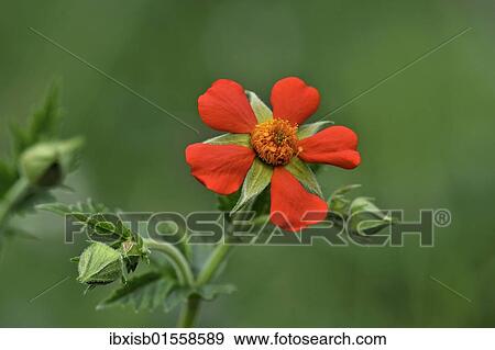 "Scarlet Avens (Geum coccineum), Balkan region, Europe" View Large Photo Image Stock Photo - "Scarlet Avens (Geum coccineum), Balkan region, Europe". Fotosearch