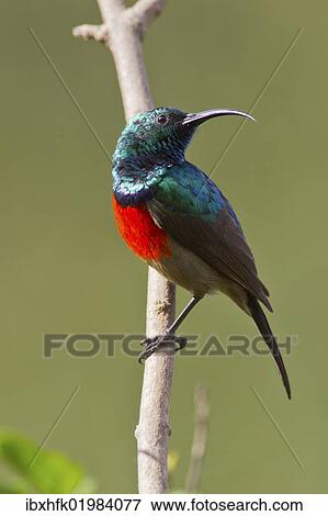 "Scarlet-chested sunbird (Nectarinia senegalensis), Wilderness National Park, South Africa, Africa" View Large Photo Image Stock Photo - "Scarlet-chested sunbird (Nectarinia senegalensis), Wilderness National Park, South Africa, Africa". Fotosearch